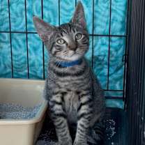 Thumbnail photo of Chris #1