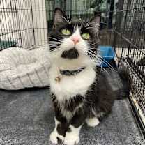 Thumbnail photo of Tux #2