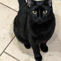 Thumbnail photo of Duke #1