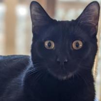 Thumbnail photo of Duke #2