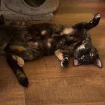 Thumbnail photo of Potato #2