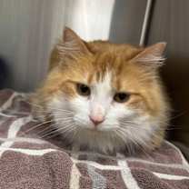 Thumbnail photo of Brie #1