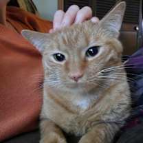 Thumbnail photo of Georgie #2