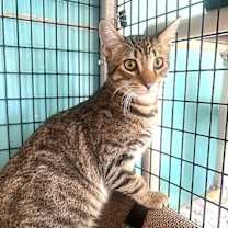 Thumbnail photo of Freddie Mercury #1