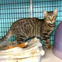 Thumbnail photo of Freddie Mercury #3