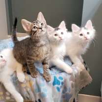 Thumbnail photo of Paige #2