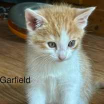 Thumbnail photo of Garfield #2