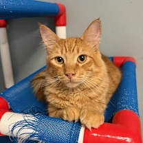 Thumbnail photo of Cat 27050 (Dunkin) #1