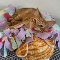 Thumbnail photo of Cat 27050 (Dunkin) #3