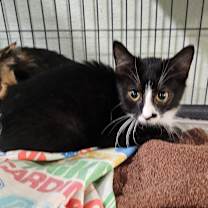 Thumbnail photo of Blackberry  #2