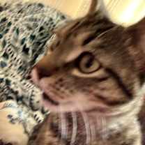 Thumbnail photo of Zelda #2