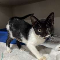 Thumbnail photo of Hope #1