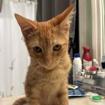 Thumbnail photo of Pumpkin #1