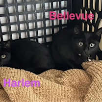 Thumbnail photo of Bellvue #2