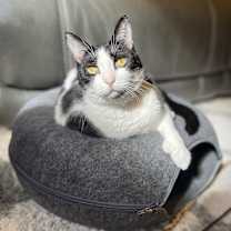 Thumbnail photo of Chyla #2