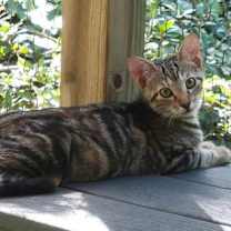 Thumbnail photo of Granite #4