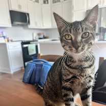 Thumbnail photo of Hank #1