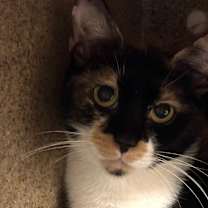 Thumbnail photo of Mariposa-Foster #3