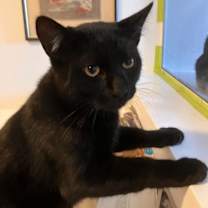 Thumbnail photo of Koa #4