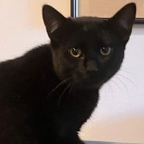 Thumbnail photo of Koa #1