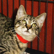 Thumbnail photo of Gertie #2