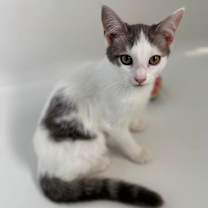 Thumbnail photo of Lime #2