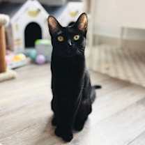 Thumbnail photo of Stella #3