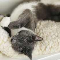 Thumbnail photo of Mr. Pebble #2