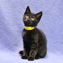 Thumbnail photo of Robin #1