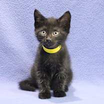 Thumbnail photo of Robin #2