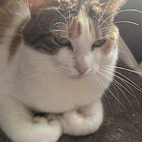 Thumbnail photo of Daisy #3