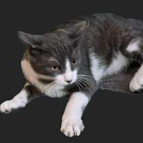 Thumbnail photo of Bennie #2