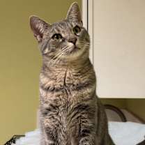 Thumbnail photo of Salami #1