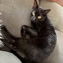 Thumbnail photo of Potter #1