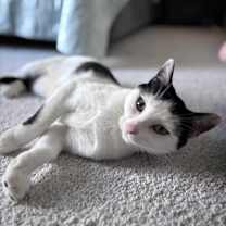 Thumbnail photo of Molly #4