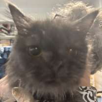 Thumbnail photo of Camila (Persian) #3