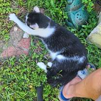 Thumbnail photo of Jasper #3