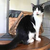 Thumbnail photo of Obsidian #1