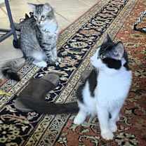 Thumbnail photo of Obsidian #4