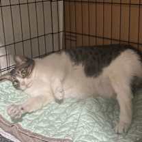 Thumbnail photo of Bella #2