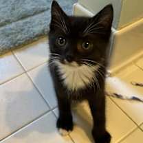 Thumbnail photo of CURIOUS GEORGE #3