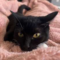 Thumbnail photo of Nola #1