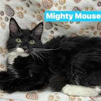 Thumbnail photo of Mighty Mouse #1