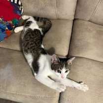 Thumbnail photo of Mister Zig #2