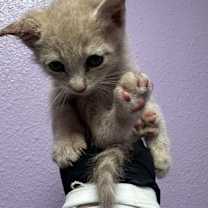 Thumbnail photo of 59590024 #2