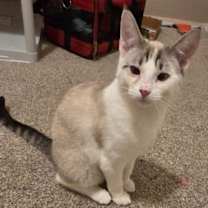 Thumbnail photo of CM - Tango #1