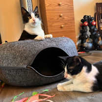 Thumbnail photo of LUKE - Bonded with PomPom #4