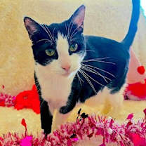 Thumbnail photo of POM POM - Bonded with Luke #1