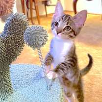 Thumbnail photo of Nali #2