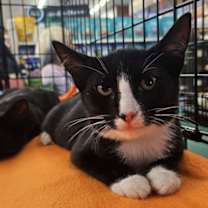 Thumbnail photo of Ace #1